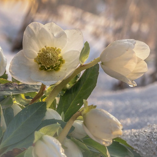 Blumen im Winter